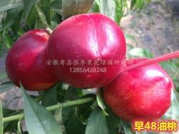 新48油桃_大型桃树苗培育基地