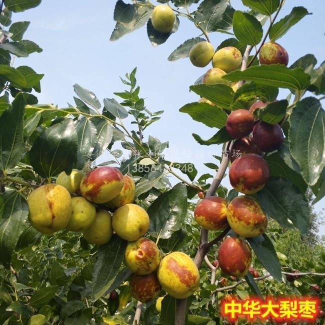 中华大梨枣