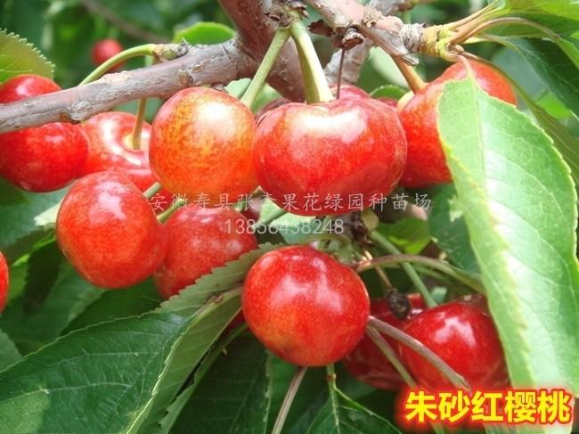 朱砂红樱桃_大型樱桃苗科研培育基地 加入收藏] [关闭窗口