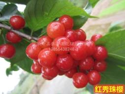 红秀珠樱桃_大型樱桃苗科研培育基地