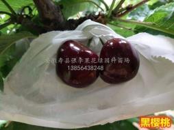 黑樱桃_大型樱桃苗科研培育基地