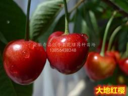 大地红樱桃_大型樱桃苗科研培育基地