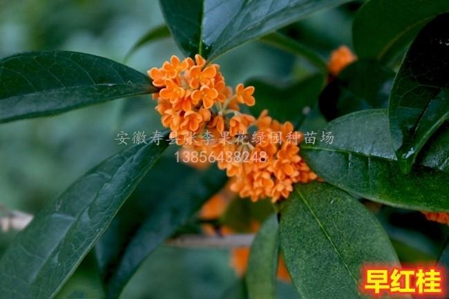 早红桂_桂花小苗 加入收藏] [关闭窗口