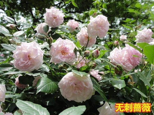 日本无刺蔷薇