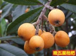 晚五星枇杷_大型枇杷苗科研培育基地