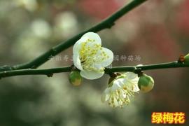 绿梅花_大型花苗科研培育基地