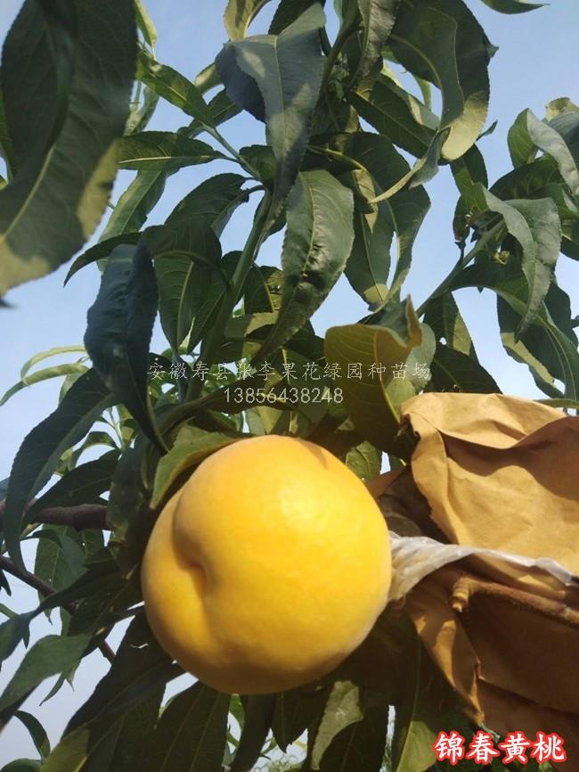 首页 产品中心 黄桃品名:锦春黄桃 介绍:6月上旬成熟,果实近圆形,果