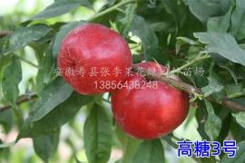 高糖3号黄肉油桃_大型桃树苗培育基地