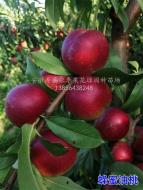 蜂蜜油桃_大型桃树苗培育基地